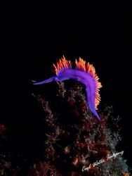 Spanish Shawl nudibranch. Taken at Channel Islands Nation... by Frank M Virga 